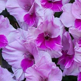 Гладіолус Alannah 10/12