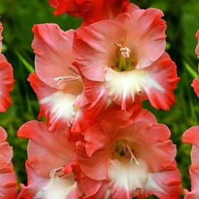 Гладіолус Cheops 10/12