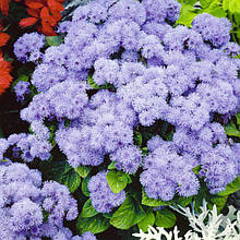 Агератум блакитний 0,1 г насіння Яскрава