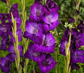 Гладіолус Violetta 10/12