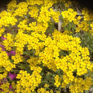 Аліссум скельний жовтий 0,2 г насіння Яскрава, фото 1