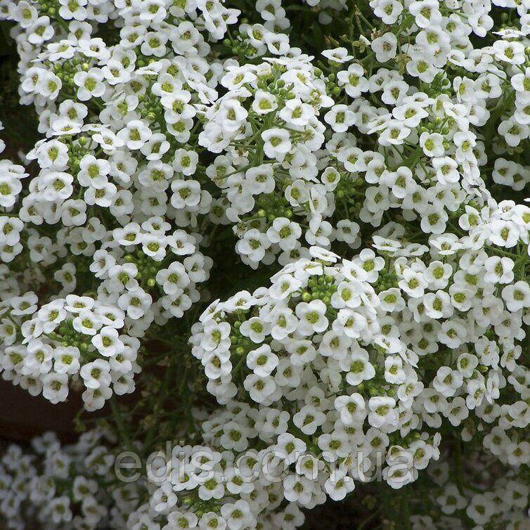 Аліссум білий 0,2 г насіння Яскрава