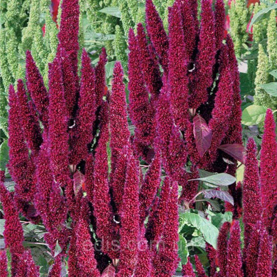 Амарант волотистий темно-червоний 0,3 г насіння Яскрава