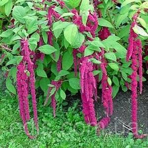 Амарант Хвостатий 0,5 г насіння Яскрава