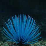 Декор для акваріума блакитний "Морський їжак" - діаметр 7см, силікон, безпечний для риб і креветок), фото 3