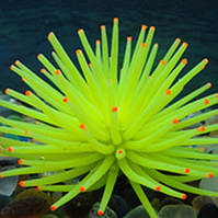 Декор для акваріума Морський їжак 7 см жовтий