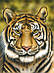 Трафарет для аерографії "Жива природа, тигр", фото 3