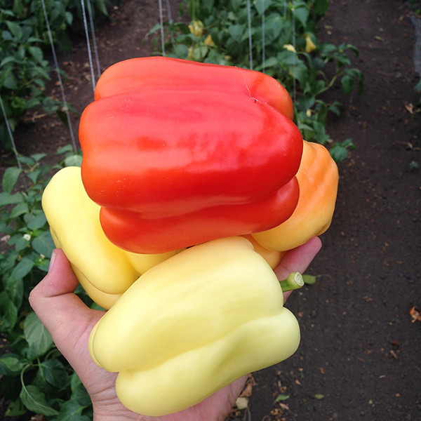 Насіння перцю солодкого Оіда F1 (1000 нас.) Clause, фото 1