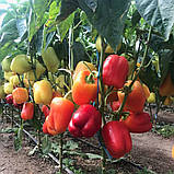 Насіння перцю солодкого Оіда F1 (1000 нас.) Clause, фото 2