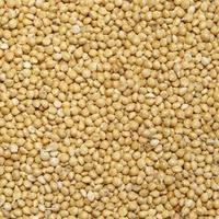 Насіння проса ПОЛЯНО еліту 1 репродукція