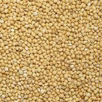 Насіння проса ПОЛЯНО еліту 1 репродукція