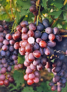 Виноград Нізина