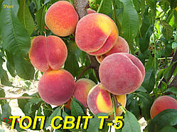 Персик "Топ Світ Т-5"