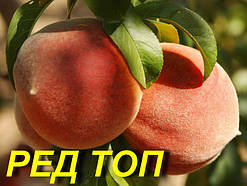 Персик "Ред Топ"