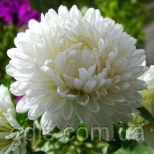 Айстра карликова Сніжок 0,3 г насіння Яскрава, фото 1