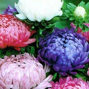 Айстра Трояндоподібна суміш, насіння 0.3 г, Яскрава, фото 1