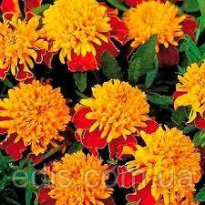 Чорнобривці низькорослі Голдкопфен 0,5 г, насіння Яскрава