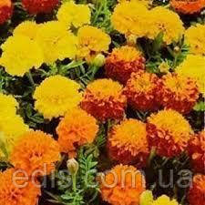 Чорнобривці низькорослі суміш 0,5 г, насіння Яскрава