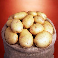 Картопля Нектар (Голландія), 5 кг