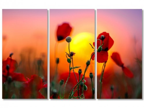 Модульна картина IDEAPRINT "Червоні маки", фото 1
