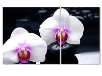 Модульная картина IDEAPRINT Белые орхидеи на камнях 60, 2, 100