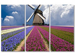Модульна картина для офісу поля Тюльпанів. Максимальна передача кольору.Якісний друк.