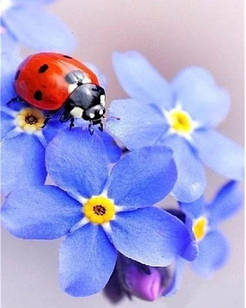 Алмазна вишивка Huacan, Сонечко у квітах 20х30 см, повна викладка, квадратні стрази