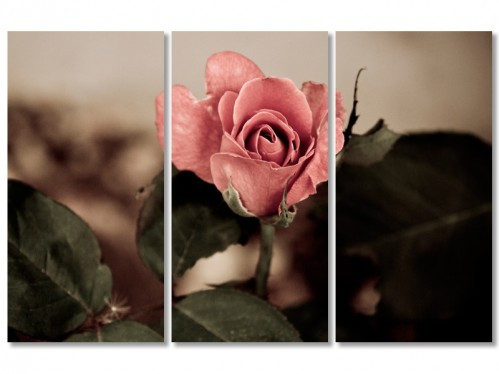 Модульная картина из трех частей Бутон розы, фото 1