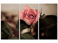 Модульная картина из трех частей Бутон розы