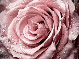 Алмазна вишивка ніжна троянда з росою 30х20 см, повна викладка, квадратні стрази