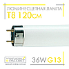 Люмінесцентна лампа 120 см PHILIPS TL-D 36W/54-765 G13 T8 standard 928048505451, фото 3