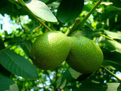 Волоський горіх Буковинська Бомба трирічний