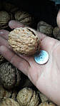 Волоський горіх Великан дворічний, фото 2