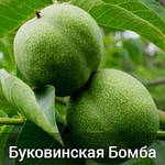 Волоський горіх Буковинська Бомба однорічний, фото 3