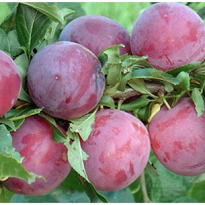 Слива диплоїдна Кубанська Комета (рання), фото 1