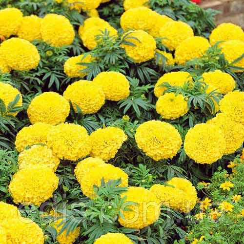 Купить Бархатцы низкорослые Медовый месяц 0,5 г, семена Яскрава в ...