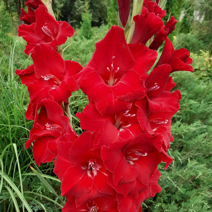 Гладіолус Кардинал 1 розбір від 3 см і вище в діаметрі, фото 1