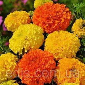 Чорнобривці низькорослі Calando (Каландо) суміш 0,3 г, насіння Яскрава