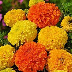 Чорнобривці низькорослі Calando (Каландо) суміш 0,3 г, насіння Яскрава, фото 1