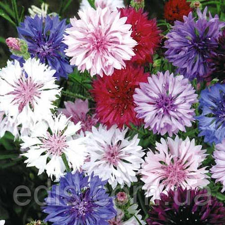 Волошка Королівська, суміш 0,5 г, насіння Яскрава, фото 1