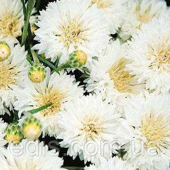 Волошка Королівська біла 0,5 г, насіння Яскрава, фото 1