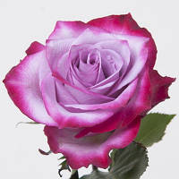 Троянда чайно-гібридна Deep Purple