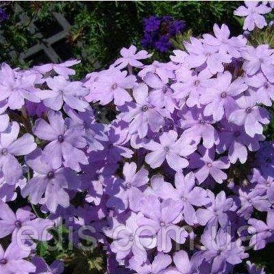 Вербена гібридна Блакитна 0,1 г, насіння Яскрава