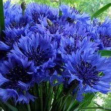 Насіння волошки