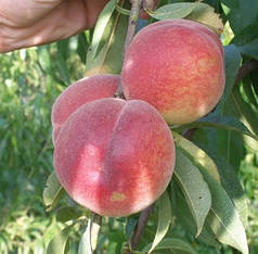 Саджанці персика сорт Франсуазі