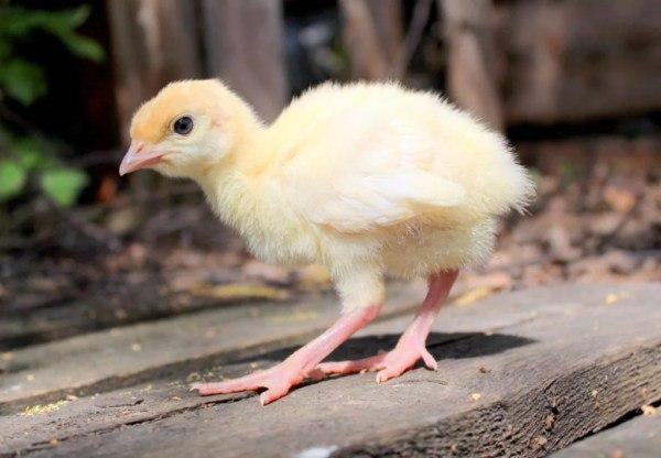 Добові індичата важкого кросу Хайбрид Грейд Мейкер, фото 1