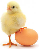 Інкубаційне яйце та добовий молодняк