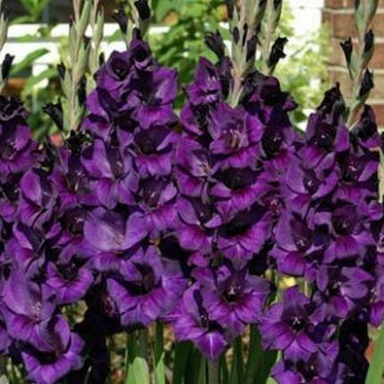 Гладиолус Purple Flora 10/12, фото 2