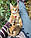 Кішечка Чаузі Ф2 (pink collar) народжена 12.01.2020 у розпліднику Royal Cats. Україна, Київ, фото 5