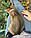 Кішечка Чаузі Ф2 (pink collar) народжена 12.01.2020 у розпліднику Royal Cats. Україна, Київ, фото 7